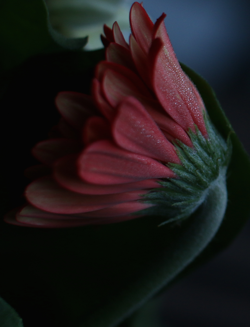 Illustration for article titled Morning Flowers